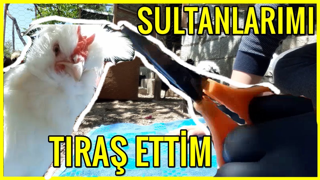 Sultan Tavuklarımı Tıraş Ettim - Tepeli tavuk tıraşı