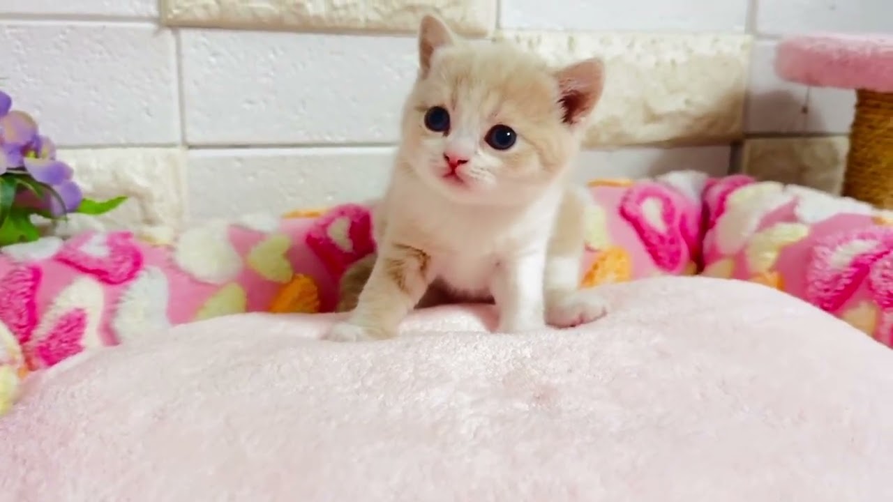 リマ×ゼットから生まれたマンチカンの短足ちゃん❤︎③