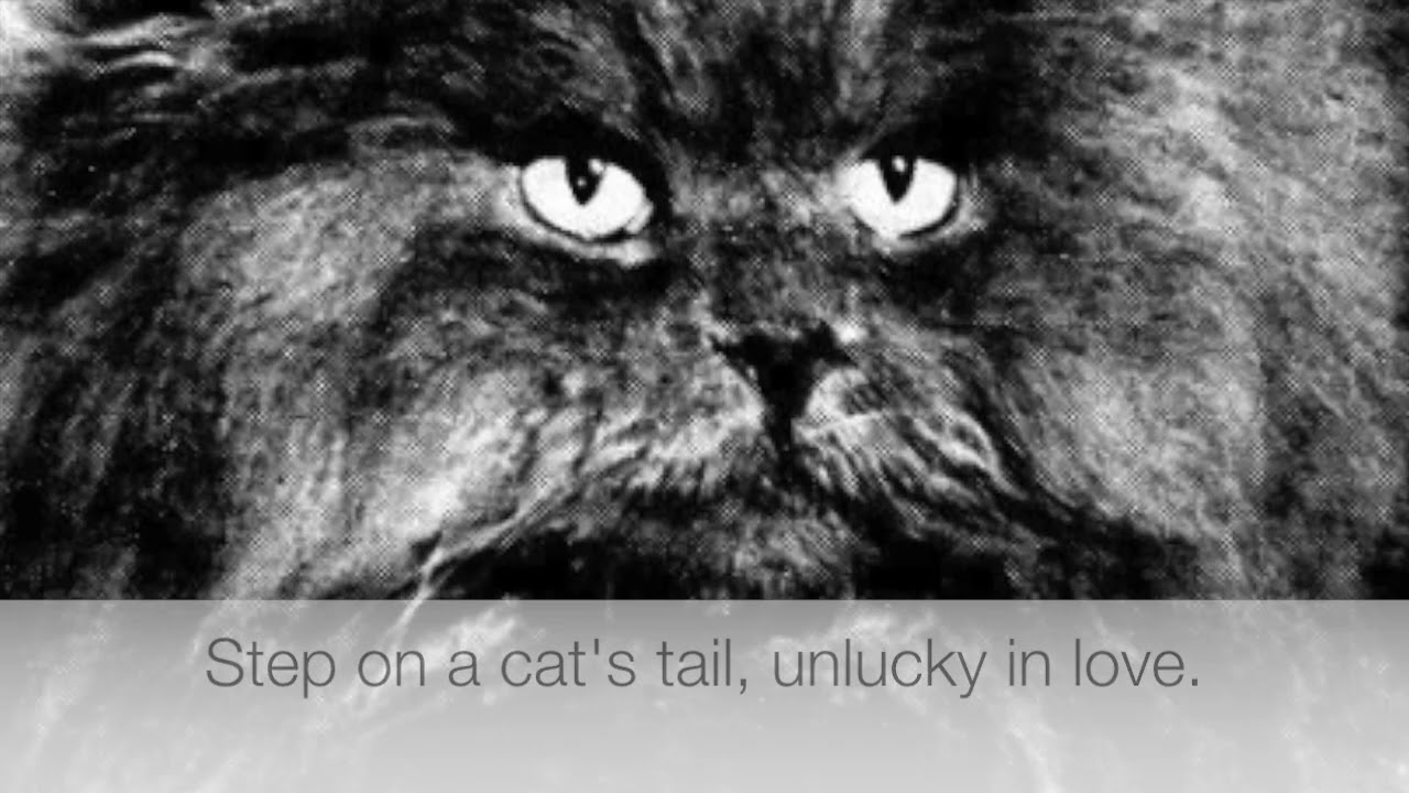 Fun Cat Superstitions