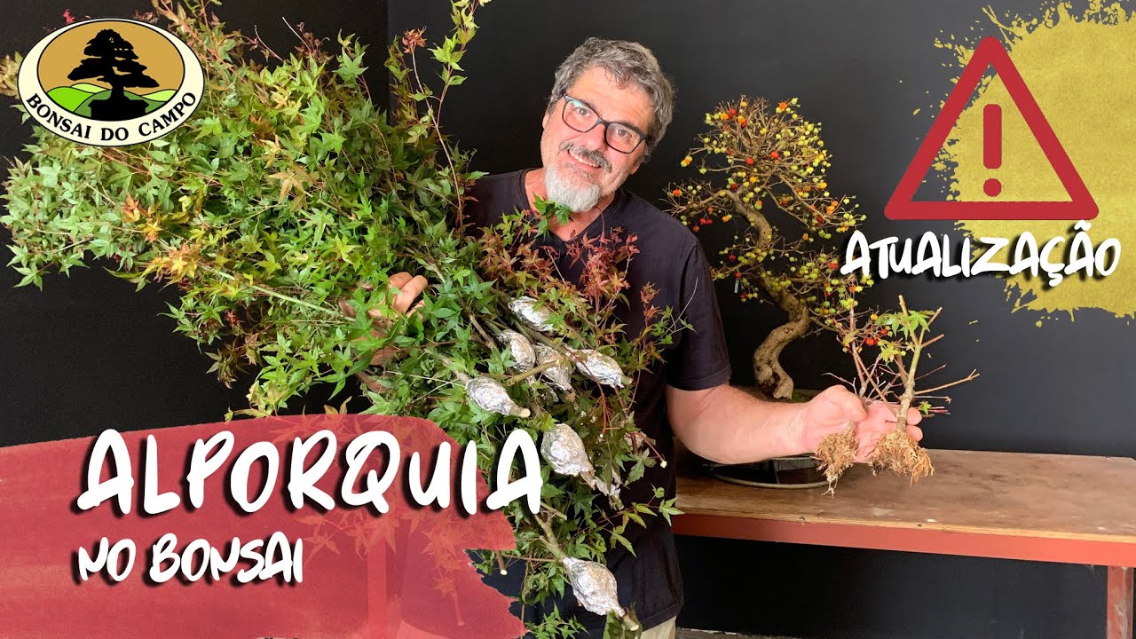 ALPORQUIA NO BONSAI. ATUALIZAÇÃO