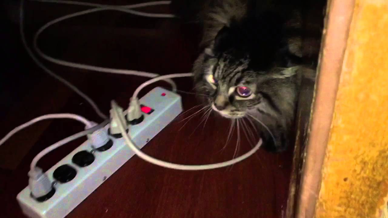 Cat Mask Scares My Cat On Christmas