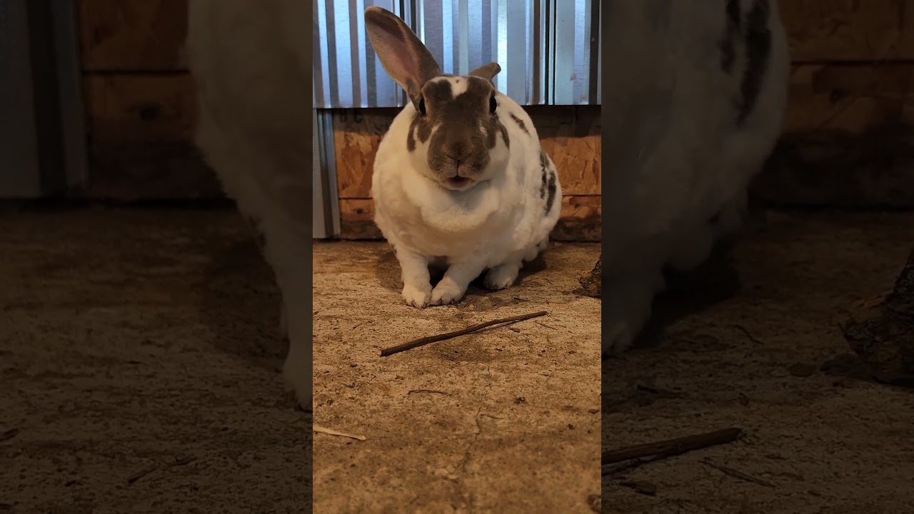 Mi mi mi mi Bonnie! #bunny #rabbit  #bun #Bonnie #TheBunNest