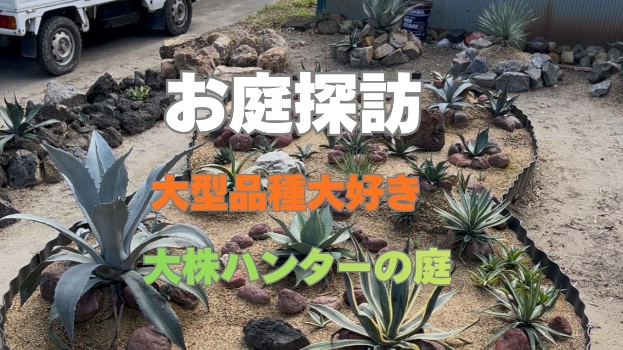 【お庭探訪】大型品種大好き、大株ハンターのmoonroomさんのお庭