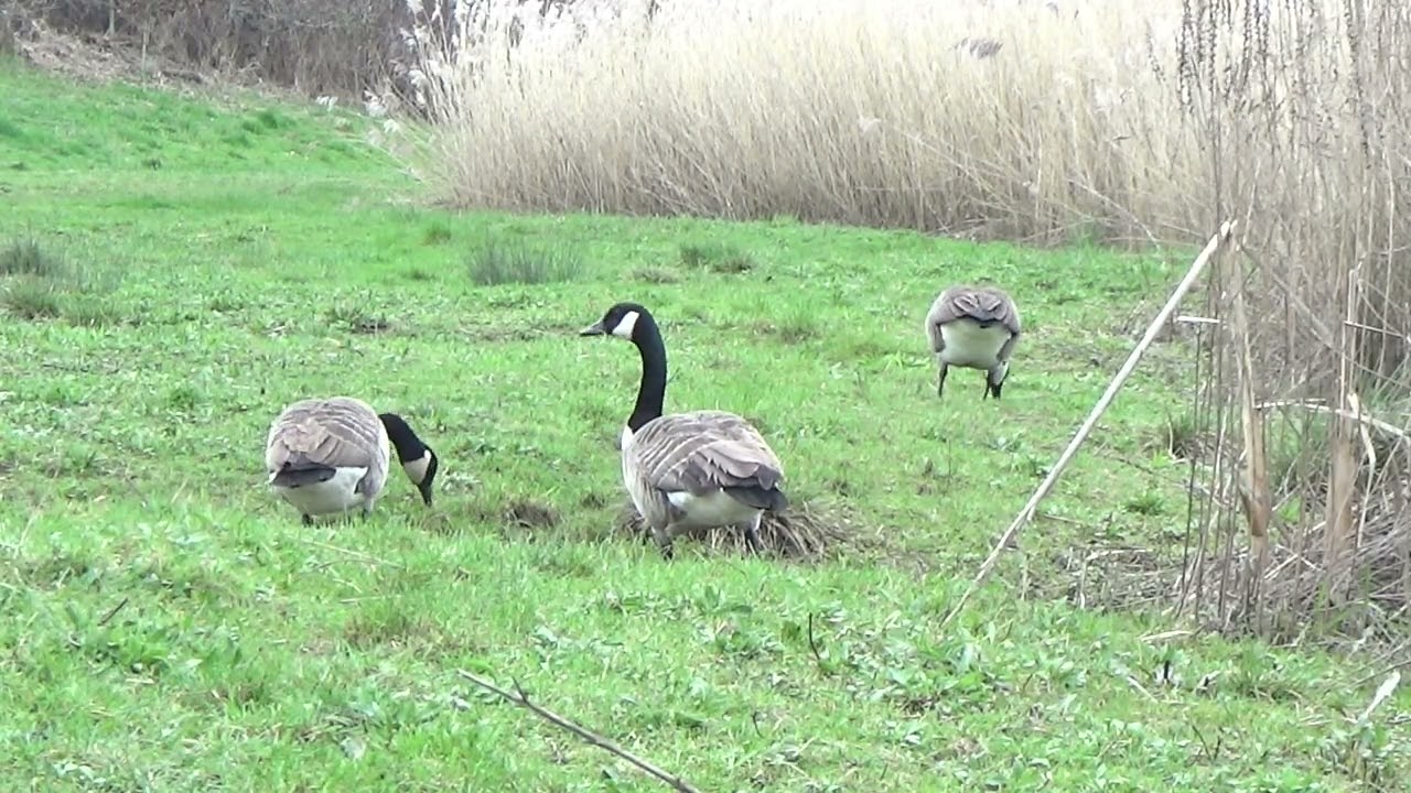 Lets Graze #canadageese #canadiangeese #geese #brantacanadensis #waterbirds #aquaticbirds #nature