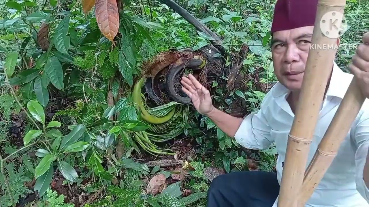 BANG REY TERBARU JALAK SETA MUNTAH DARAH