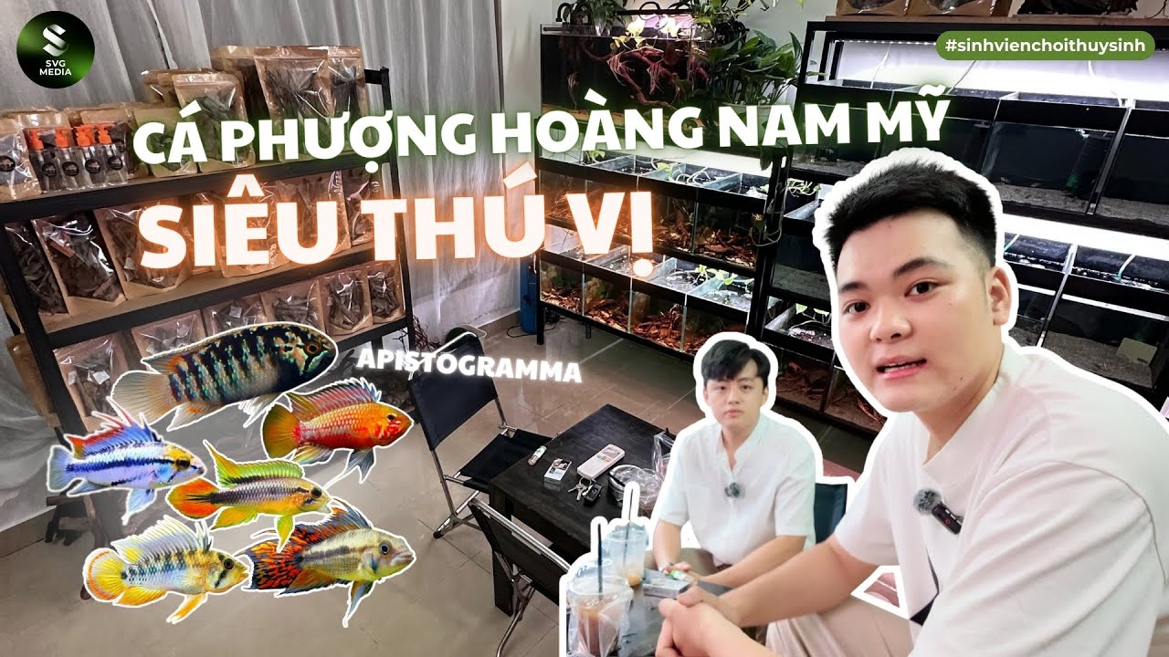 Khám phá dòng cá mới cực thú vị Apistogramma Phượng Hoàng Nam Mỹ | Cách Chăm Sóc - Nuôi Sinh Sản