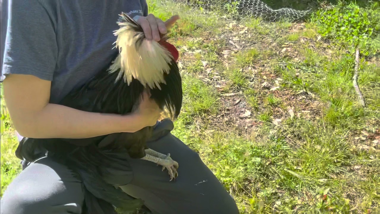 Working with an Aggressive Rooster: On Location