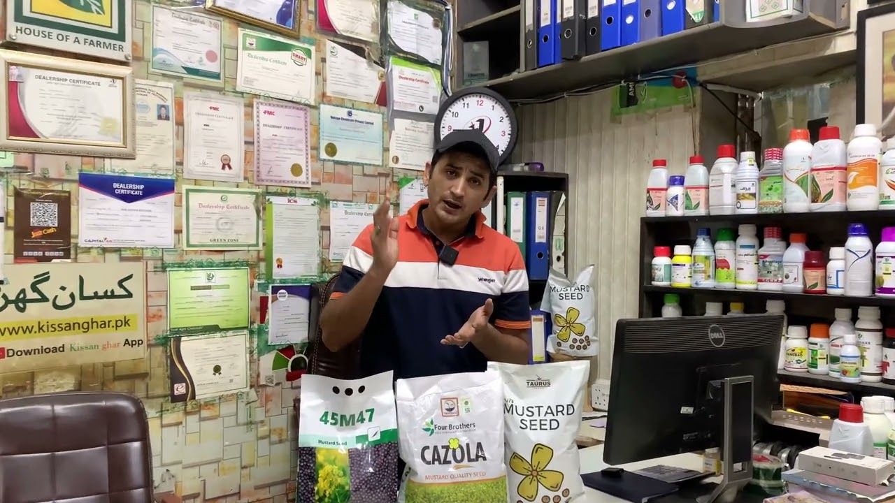 Raya, mustard ya sarsoon ka best seed in Pakistan | Cazola, Super raya and 45m47 | potential yield