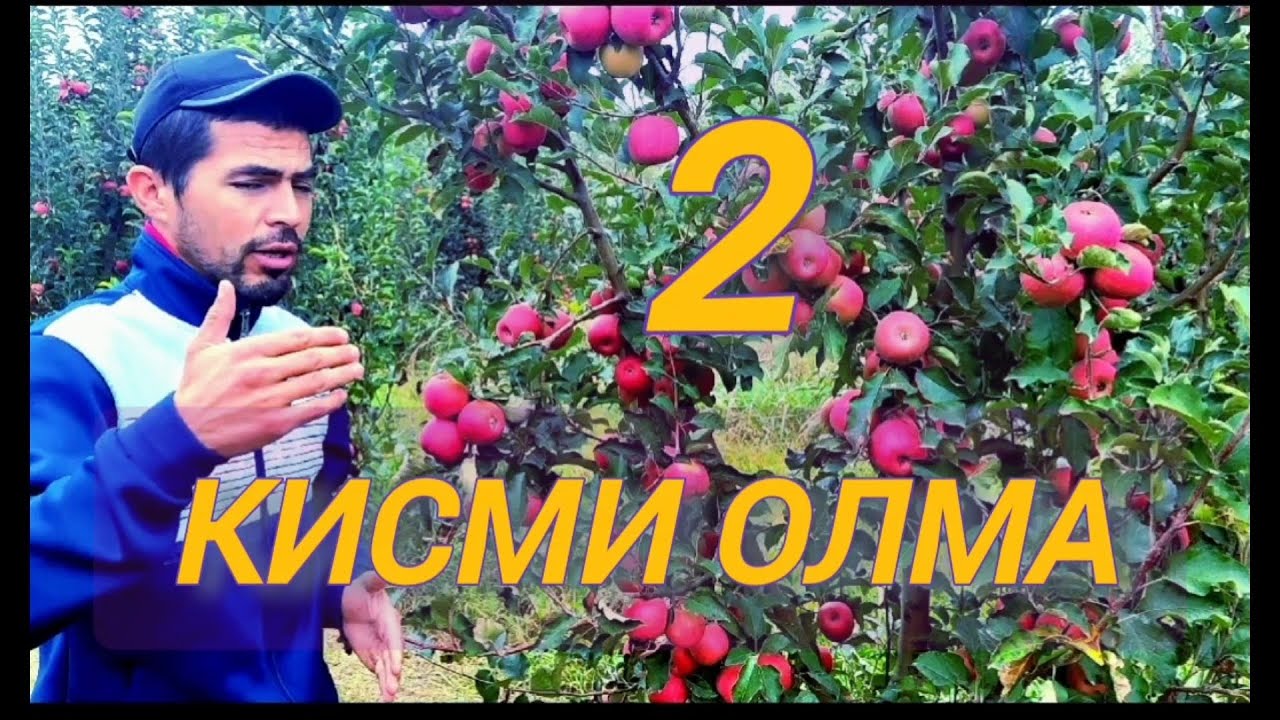 ПИНКЛЕДИЙ РОЗИГЛОФ ОЛМА КУЧАТЛАРИ СОТУВДА +998997825472