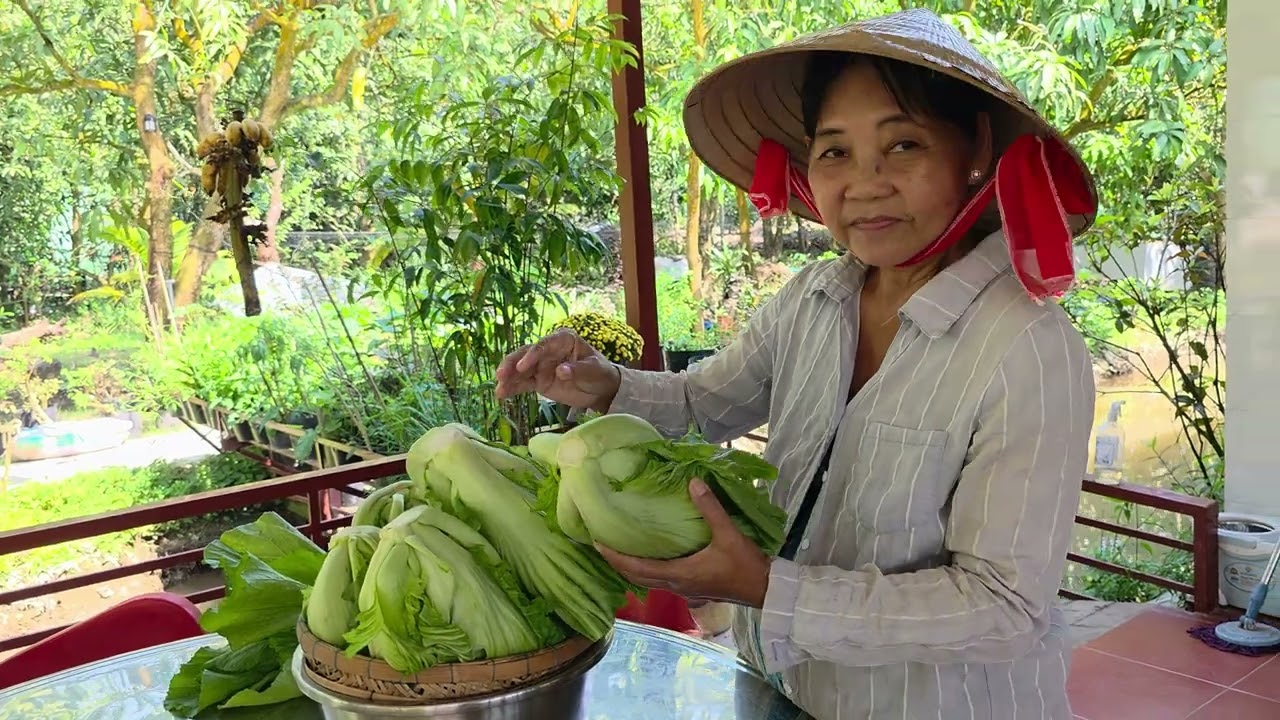 MAI VÀNG NỞ RỘ BÌNH YÊN NGÀY GIÁP TẾT MẸ THU HOẠCH VƯỜN CẢI MẦN DƯA CHUẨN BỊ ĐÓN TẾT MIỀN TÂY