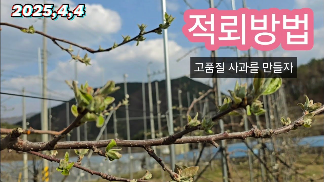 (4월) 사과 꽃 봉오리 적뢰하는 방법