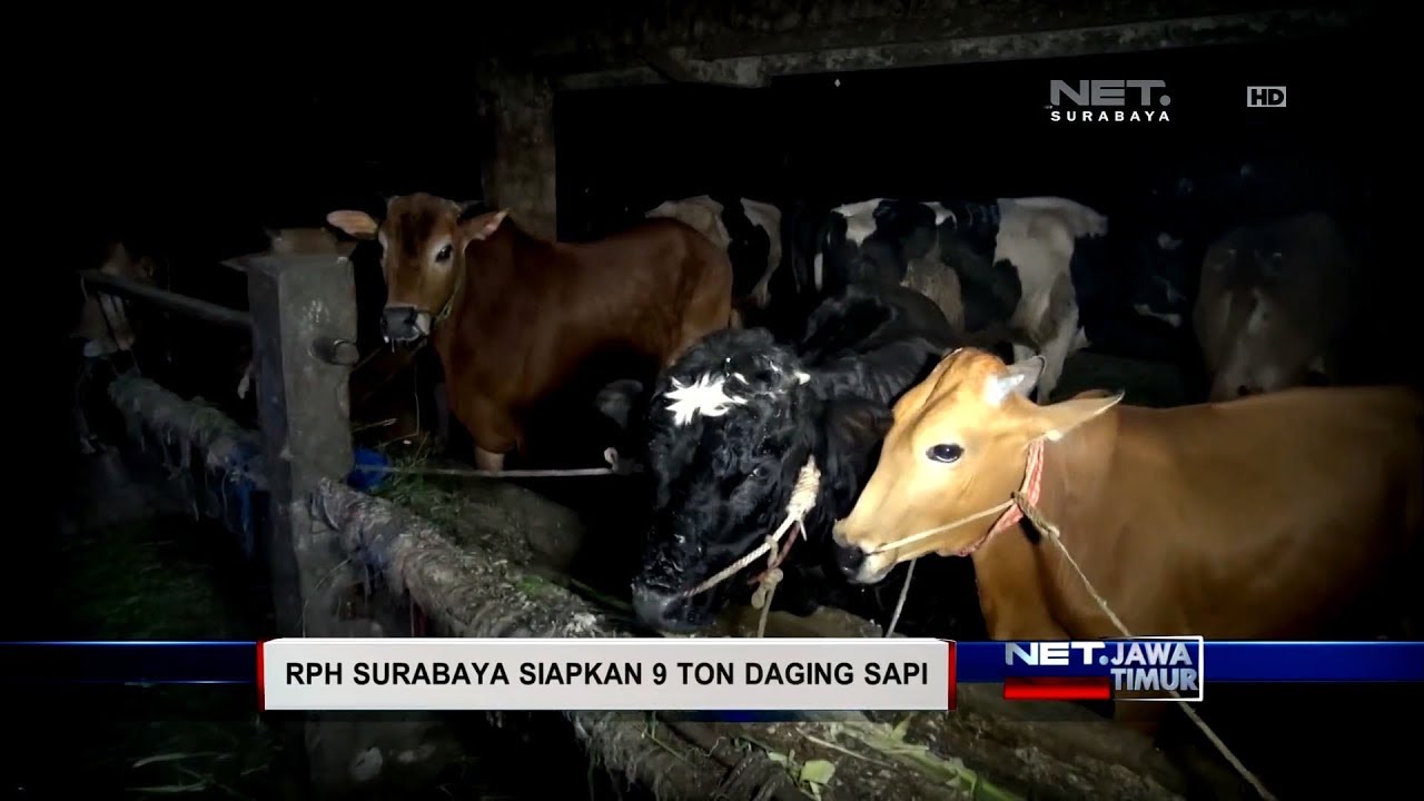 RPH Surabaya Siapkan 9 Ton Daging Sapi - NET. JATIM
