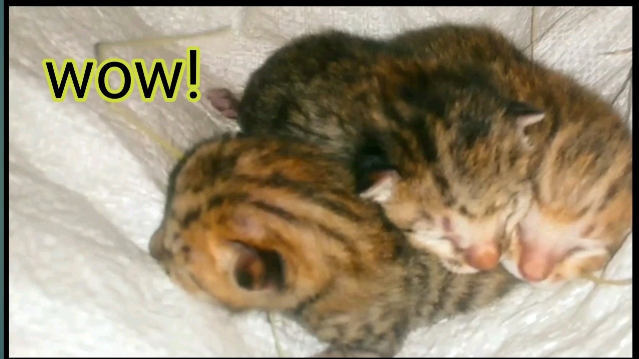 Cute kittens