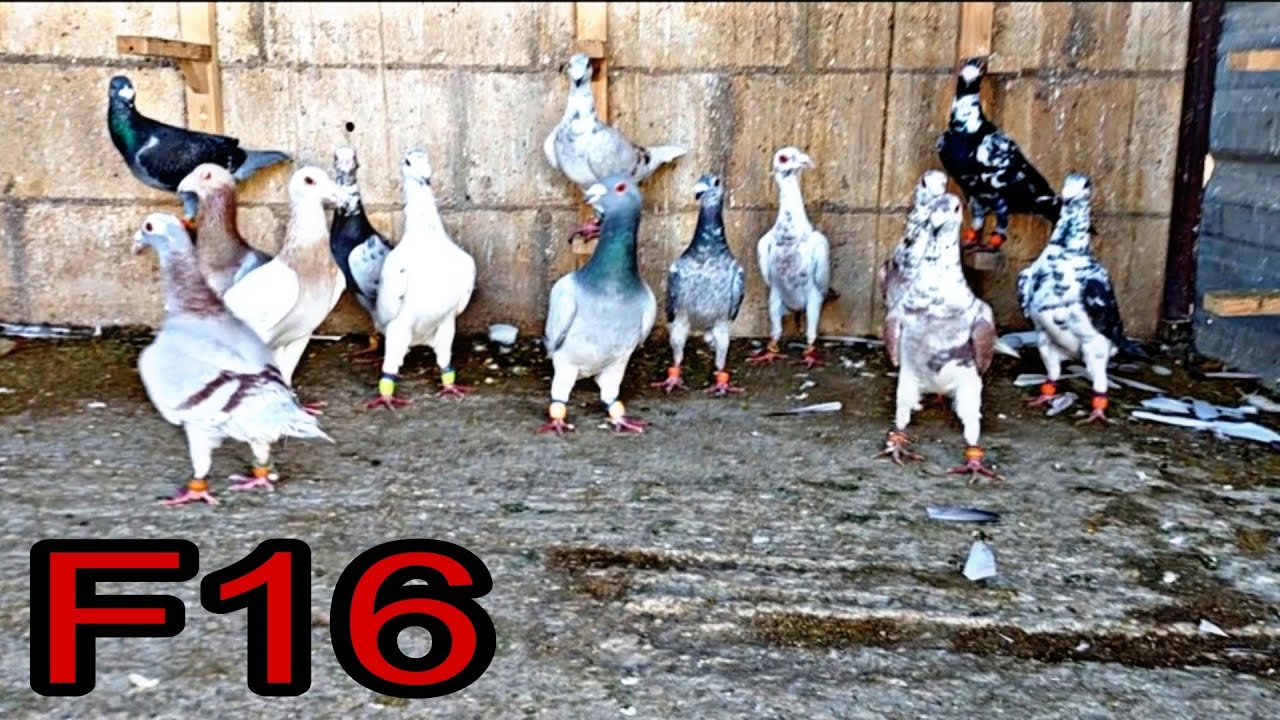 فرقه مداهمه F16 جديده عسطح ☠️وتحضين بيض الهومرات المحيرات