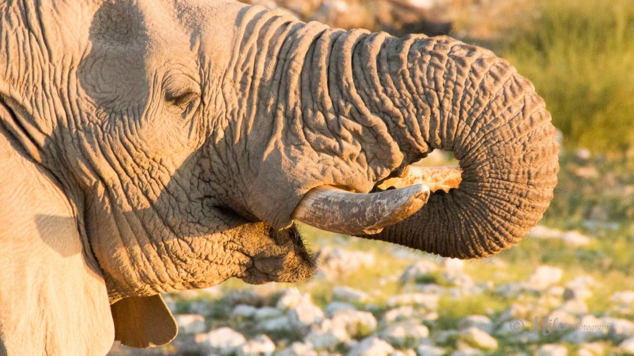 Etosha Pan Namibia 2015