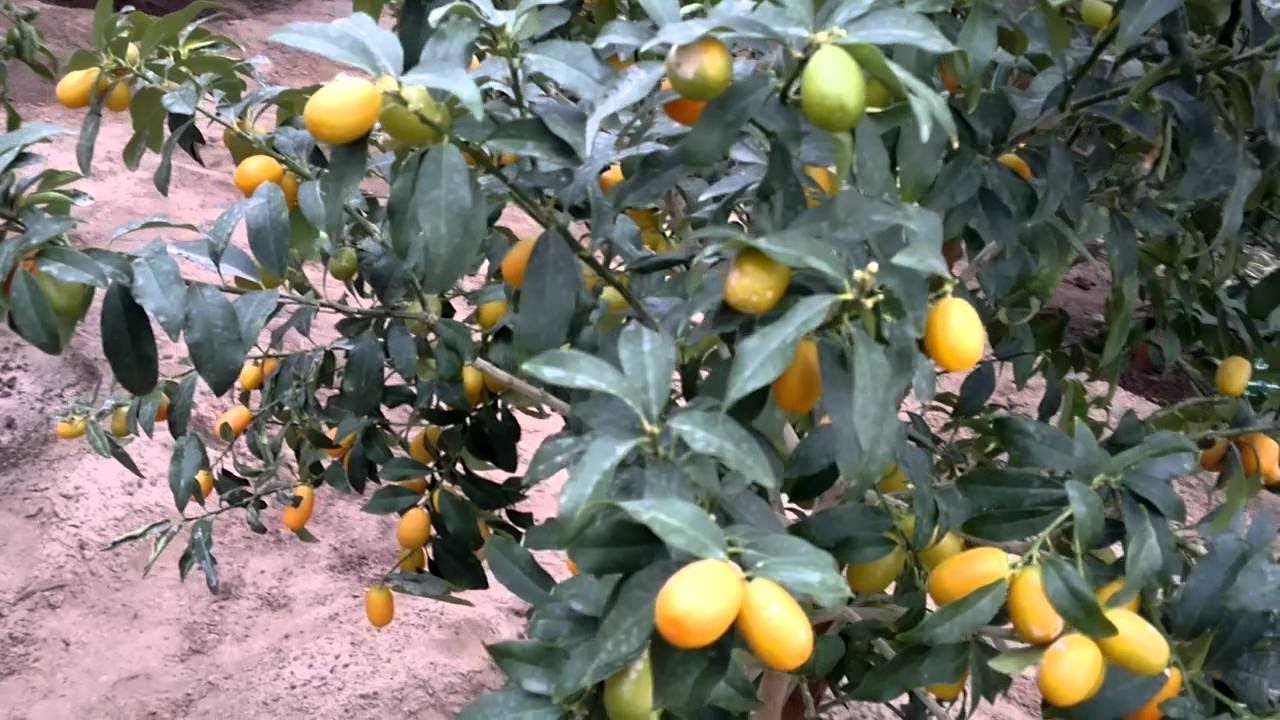 زراعة شتلات الكموكوات في الأصيص الكبير والتربة اللازمة