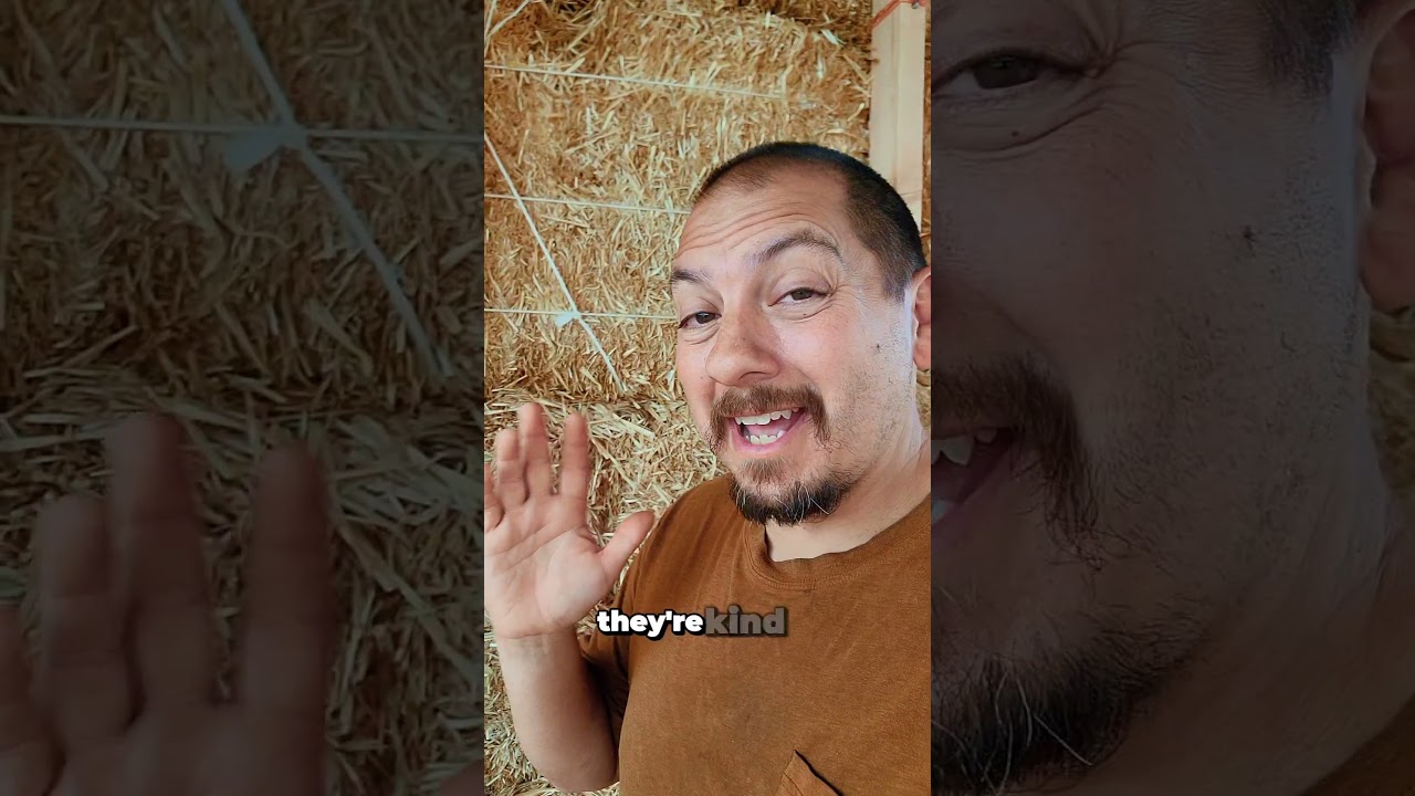 Will our straw bales spontaneously combust? #naturalbuilding #offgridliving