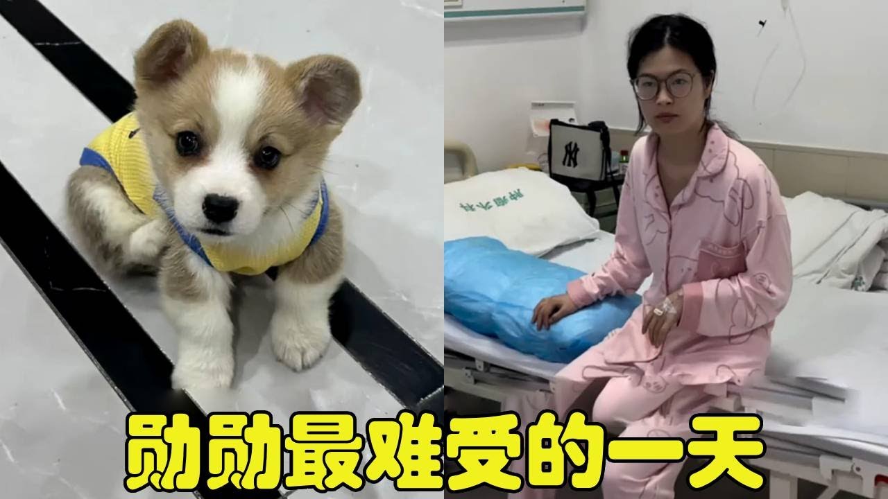 为了哄出院的女友开心特意买了一只小狗，却被老妈赶出家门！勋勋最难受的一整天！【勋勋】