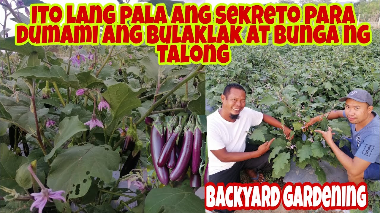 Paano maparami ang Bulaklak at Bunga ng TALONG? Fertilizer Guide