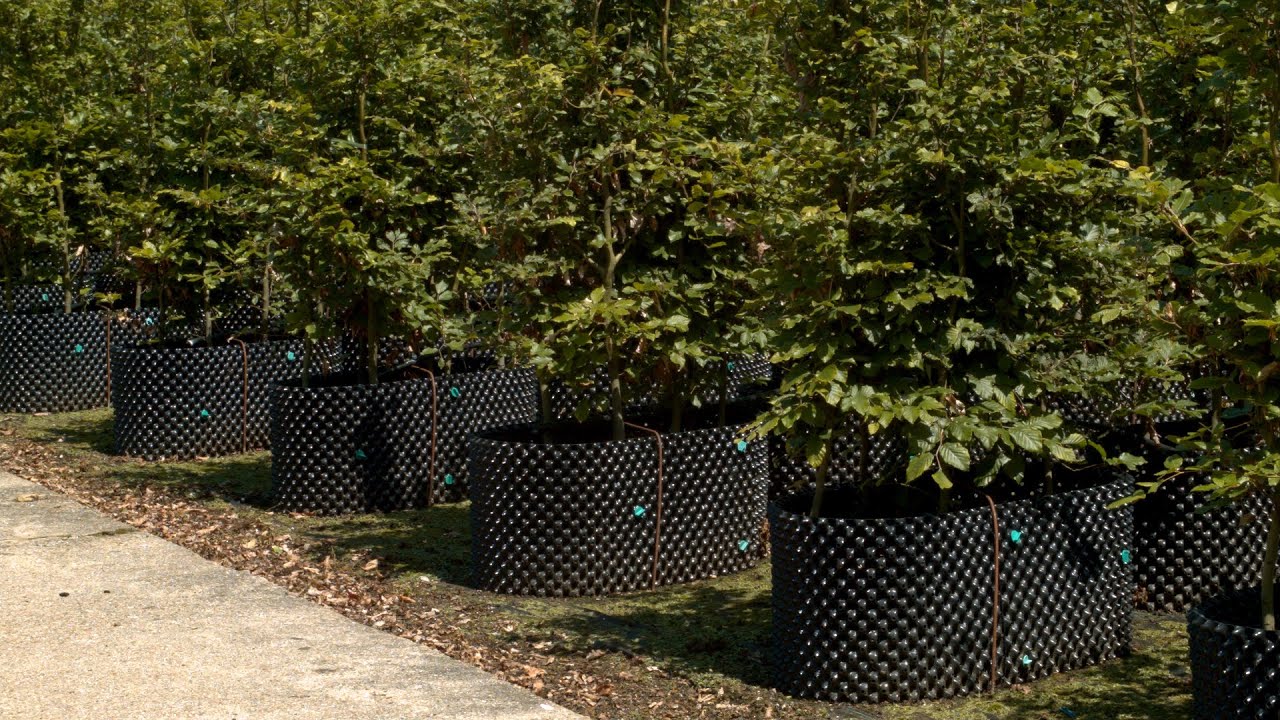 Growing Hedges in Air-pot containers