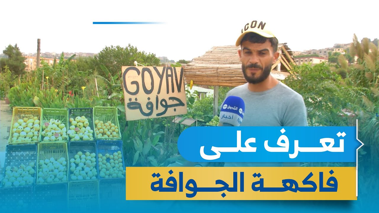 الجوافة فاكهة إستوائية تعرف إقبالا متزايدا في الجزائر