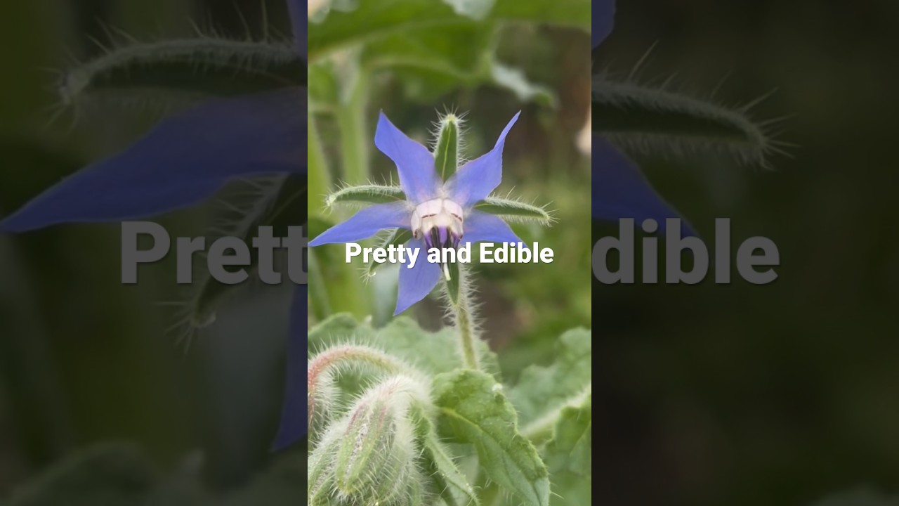 Borage: Pretty and Useful #gardening #tomato_tips