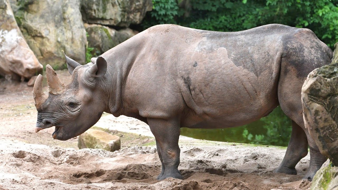 حیات وحش شهر زیبای هانوفر