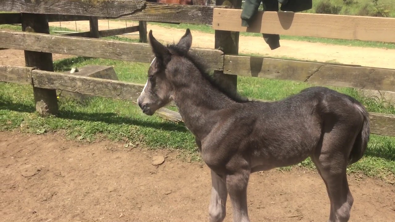 The Orphan Foal