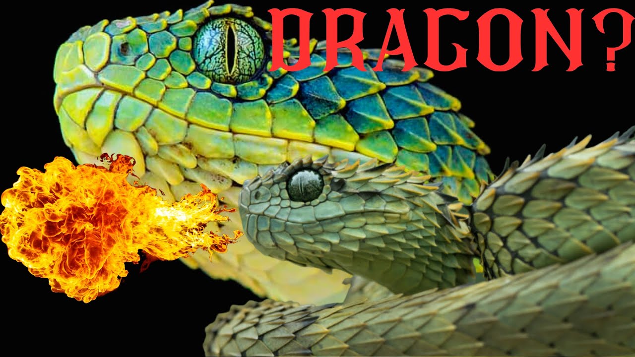 17 Beautiful Species of Bush Vipers