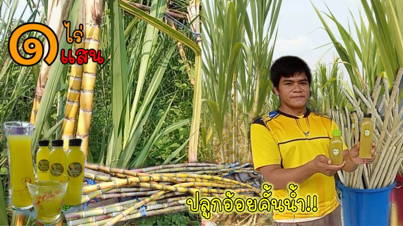 ปลูกอ้อยพารวย ทำปีแรก 1ไร่ได้ 1แสน แบบไม่ยาก!! ปลูกอ้อยคั้นน้ำสุพรรณบุรี50!!!