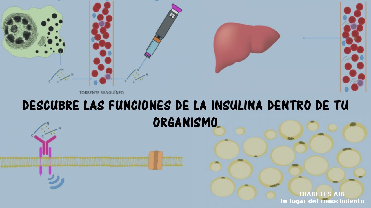Función y actuación de la insulina en el cuerpo humano a nivel molecular | Diabetes AIB