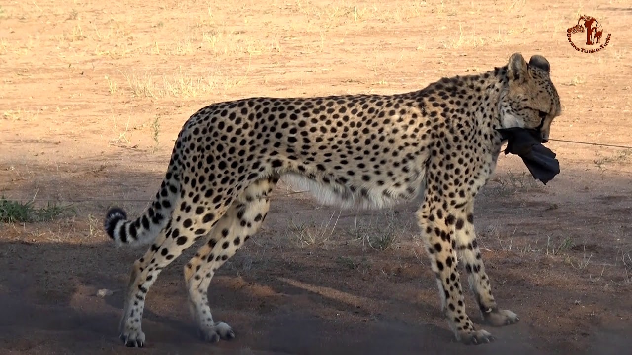 Namibia erleben/Teil 55 - Cheetah Conservation Fund