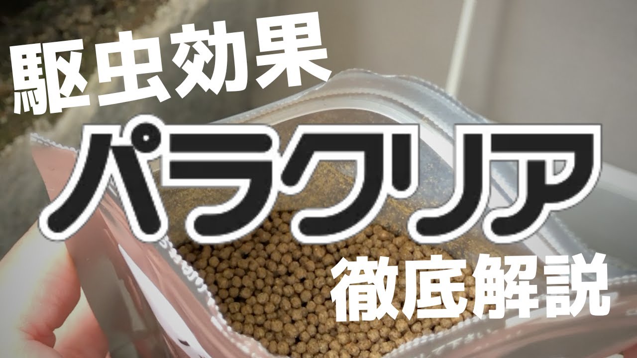 メーカー研究＋実体験！パラクリアの駆虫効果を徹底解説【ダクチロギルス】【ギロダクチルス】