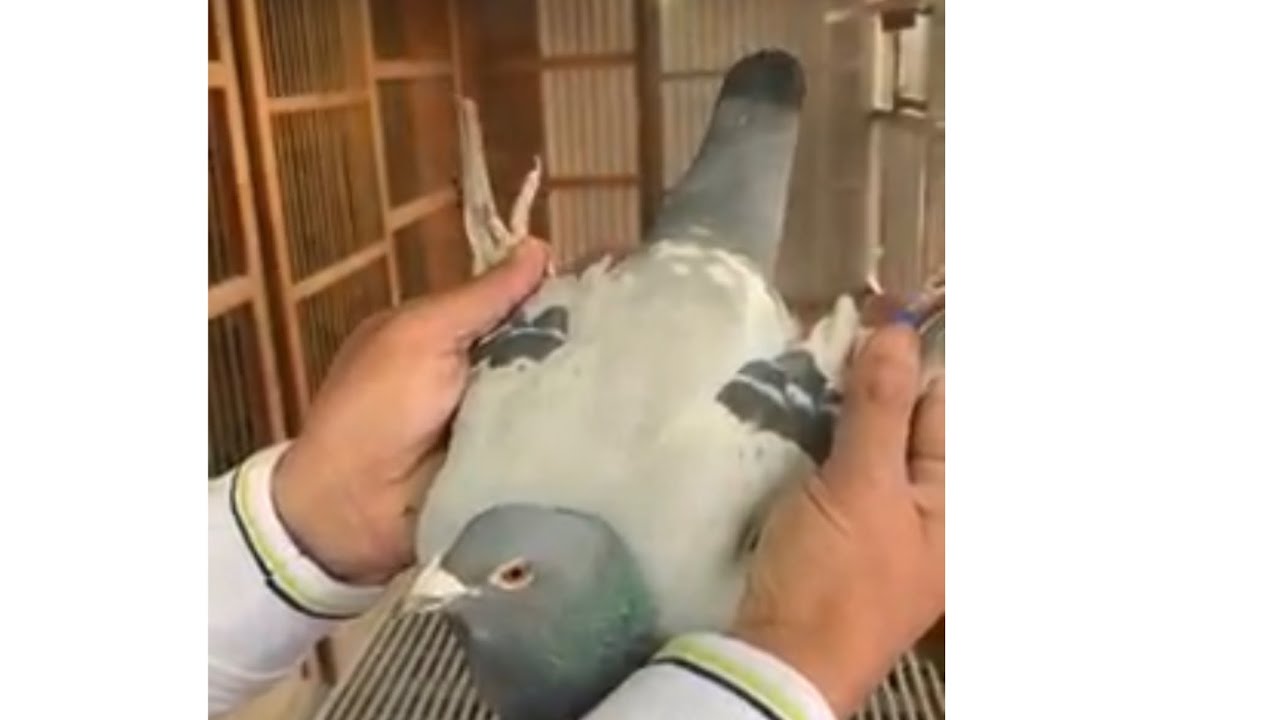 #_جواهر لوفت مهند القريشي