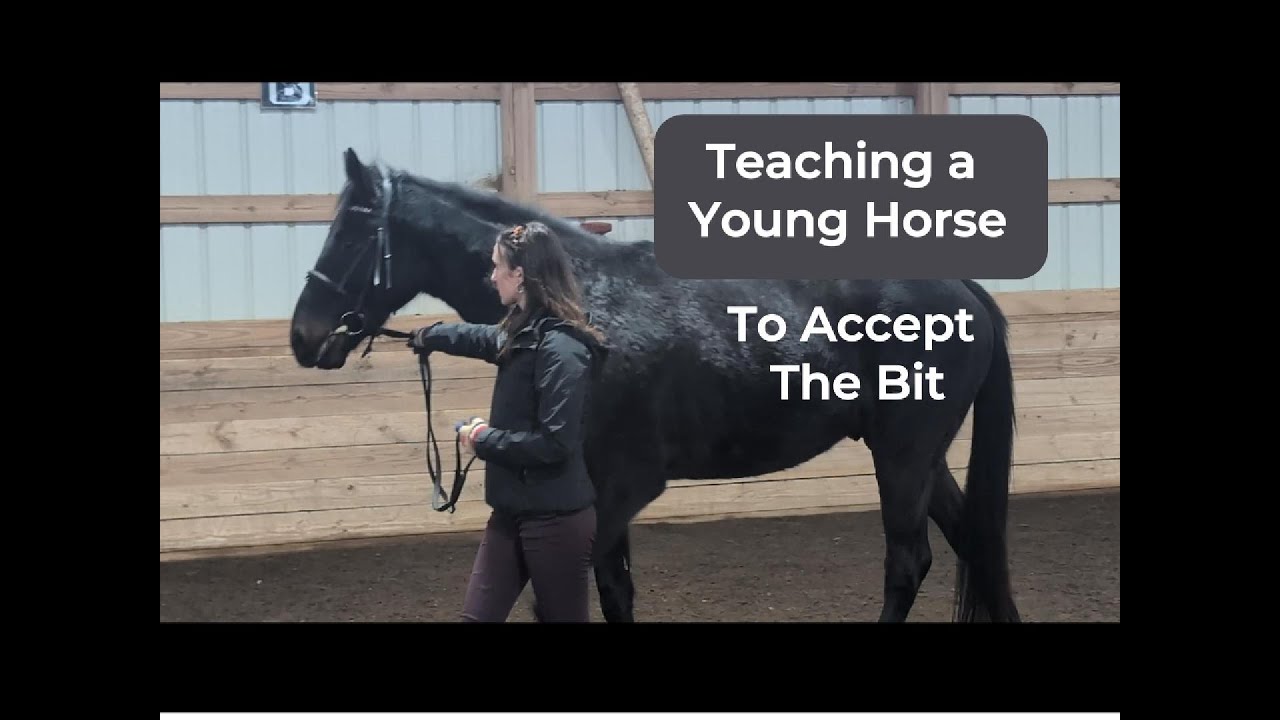 Teaching A Young Horse To Accept The Bit