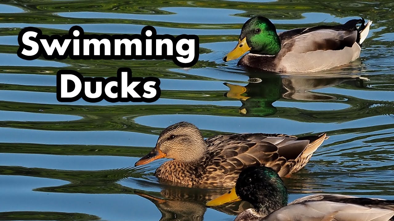 Calm Wild Ducks Swimming In The Pond - Green and Brown Ducks