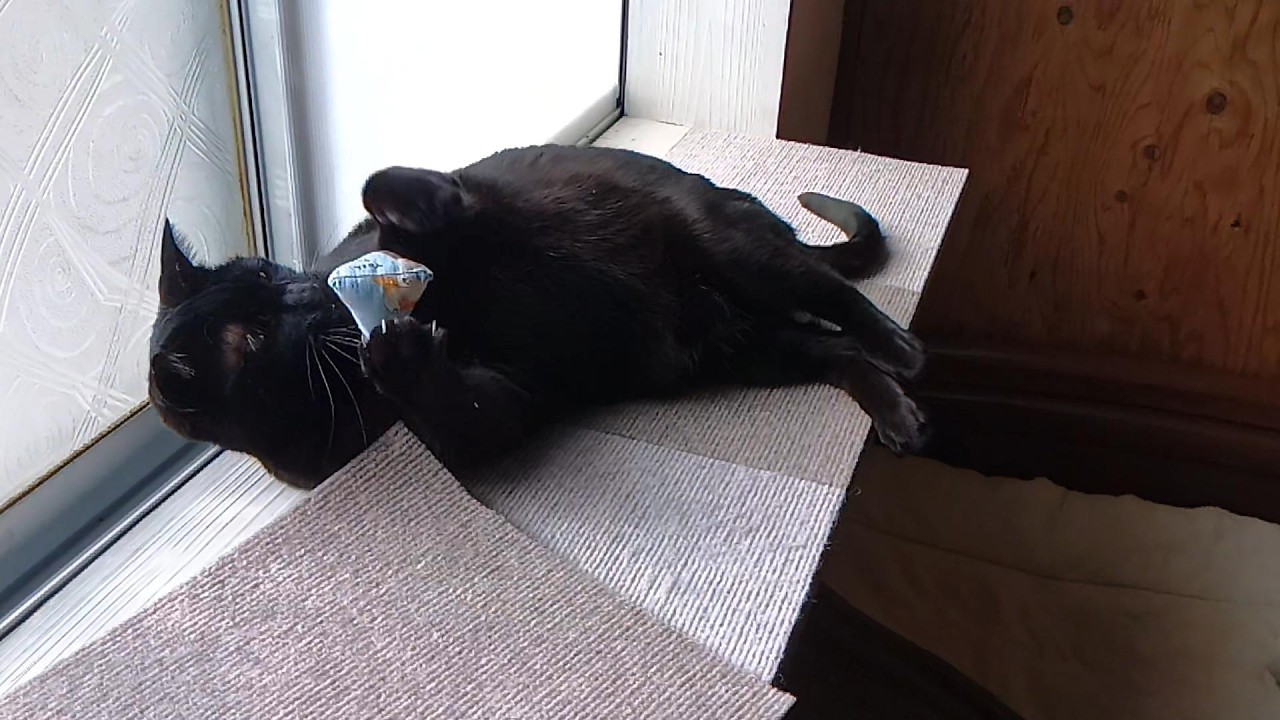 黒猫｜寝ながら遊ぶ猫