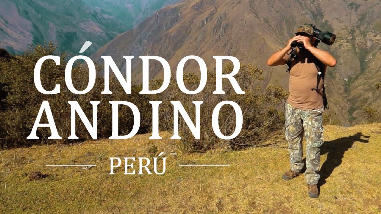El ave sagrada de los Andes - El Cóndor Andino.