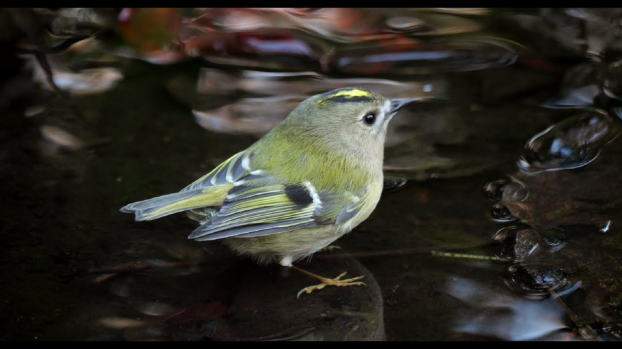 goldcrest