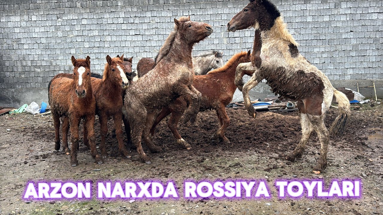 ARZON NARXDA ROSSIYA TOYLARI 12.02.2026
