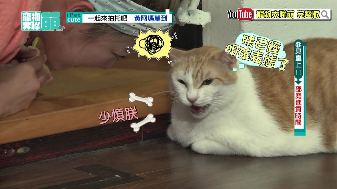 【寵物大聯萌#精彩片段】邵庭討撞頭　黃阿瑪卻賞她一記巴掌  2016.10.09
