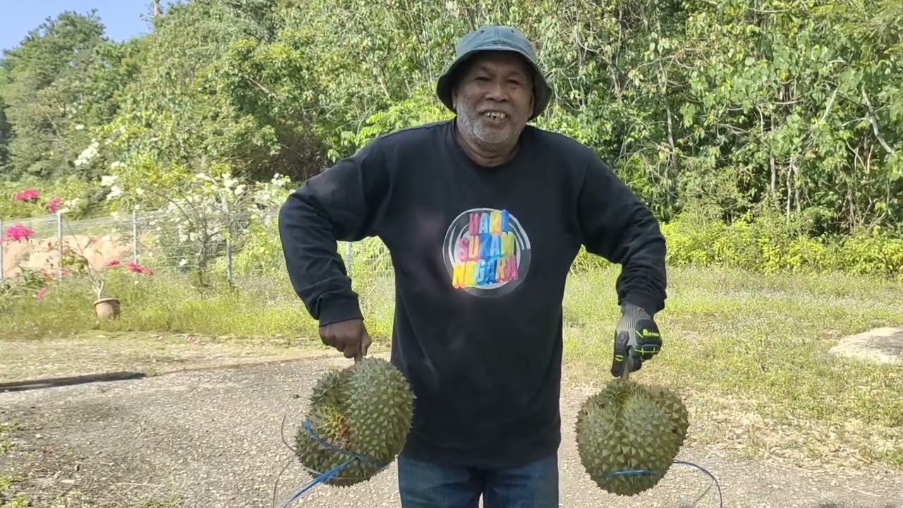 Petik buah durian monthong. sebiji beratnya 5.39 kg. Buah sulung pokok umur 5 tahun.