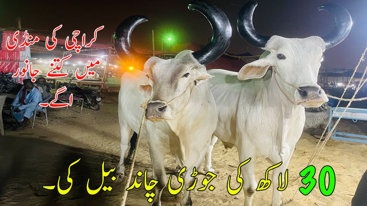 30 Lakh Ki Jori Chand Bail Ki Sohrab Goth Mandi Main Mela Lag Gya | SS Tv |