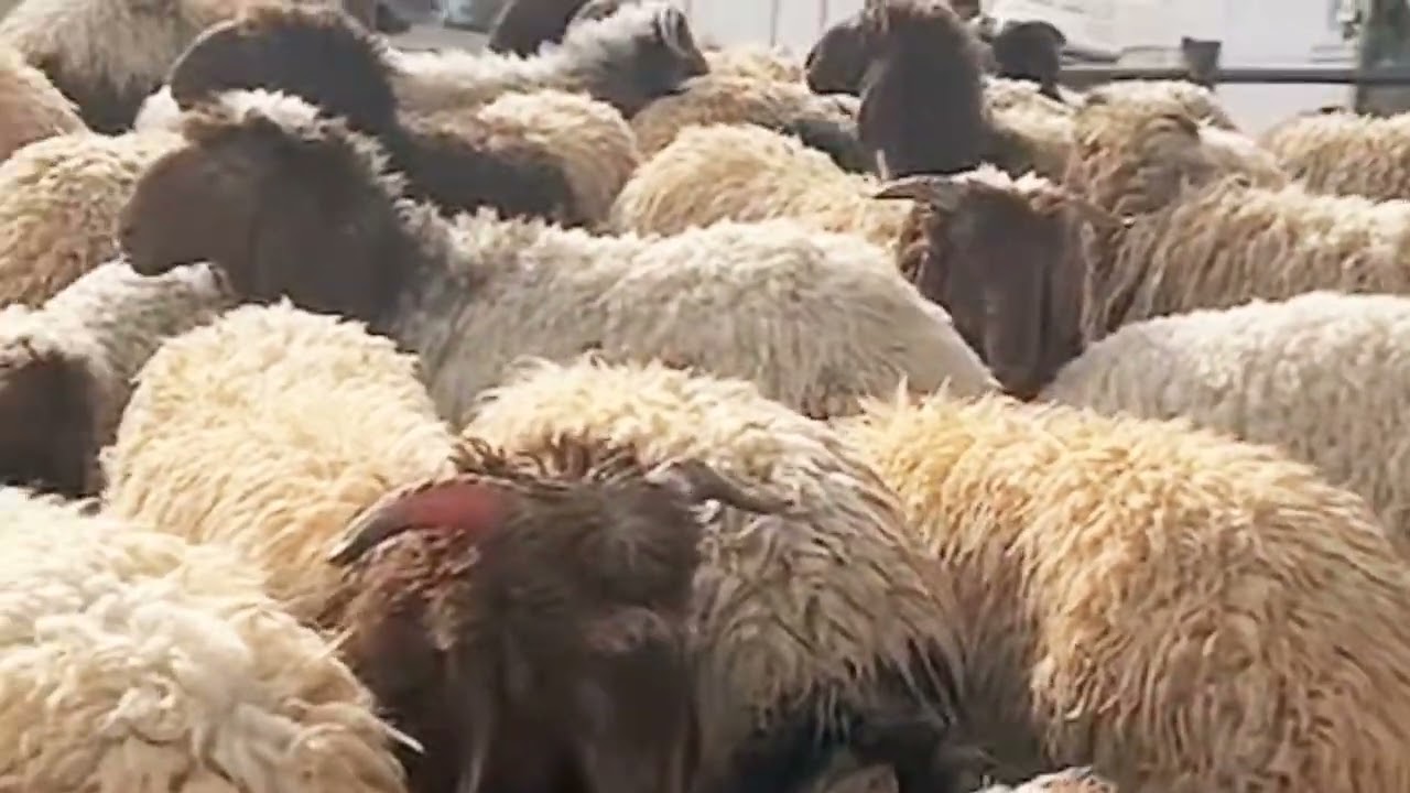 شركة الخلف للاغنام الرياض من الشركه للبيت الأحد٢٧/٨/١٤٤٤ ماشاء الله تبارك الله