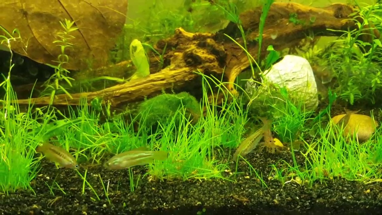 Sparkling gourami croaking