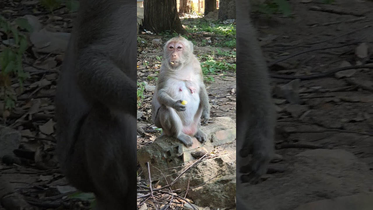 Comedy monkey,funny public monkey , feeeding poor public monkey