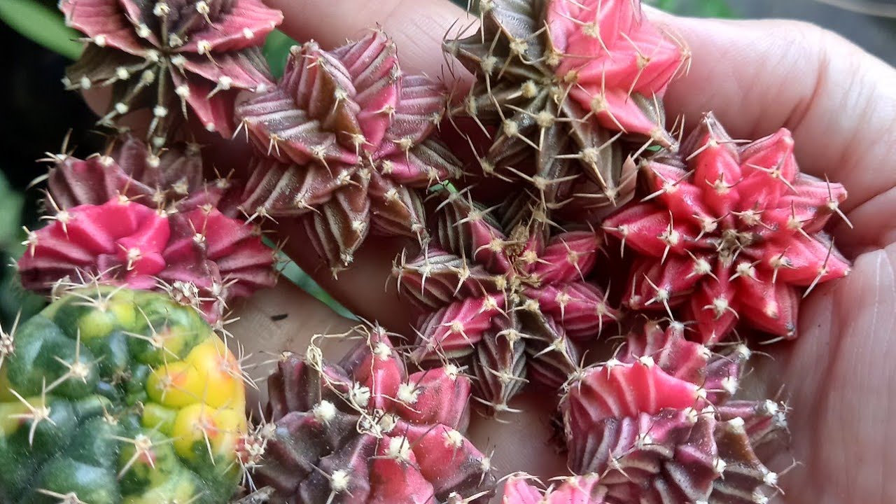 ENCONTRAMOS E DICAS DE CACTOS 🌵 🌵  GYMNOCALYCIUM COLORIDOS INTERNACIONAL PARA SEU JARDIM E COLEÇÃO.