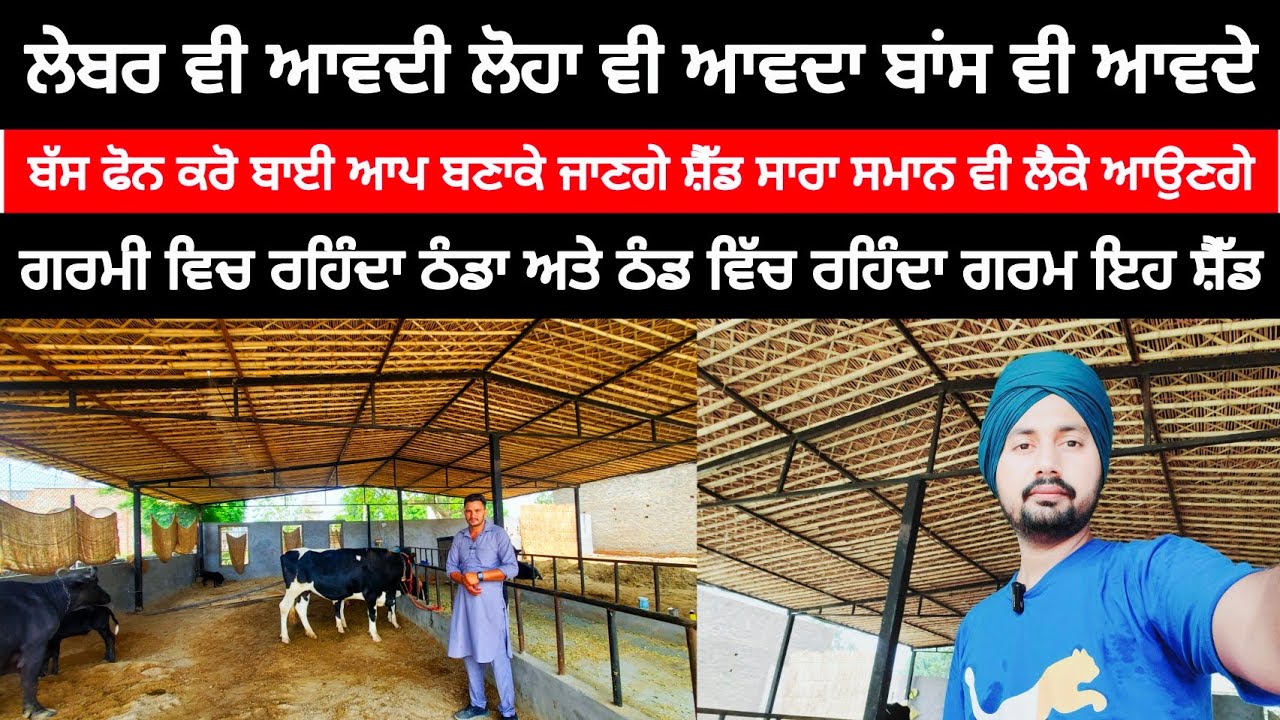 ਗਰਮੀ ਵਿਚ ਰਹਿੰਦਾ ਠੰਡਾ ਅਤੇ ਠੰਡ ਵਿੱਚ ਰਹਿੰਦਾ ਗਰਮ ਇਹ ਸ਼ੈੱਡ | COW SHED | BEST SHED FOR DAIRY FARM