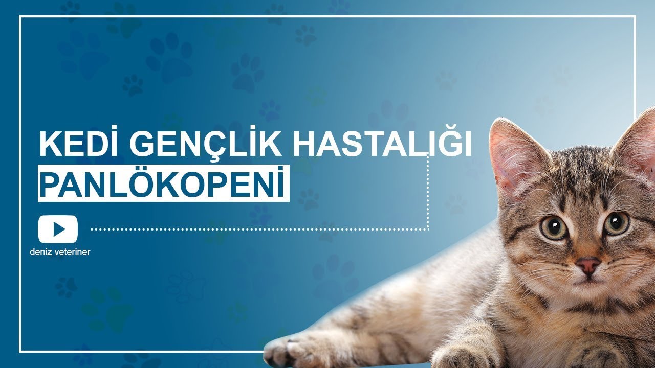 KEDİ GENÇLİK HASTALIĞI PANLÖKOPENİ! #DenizVet