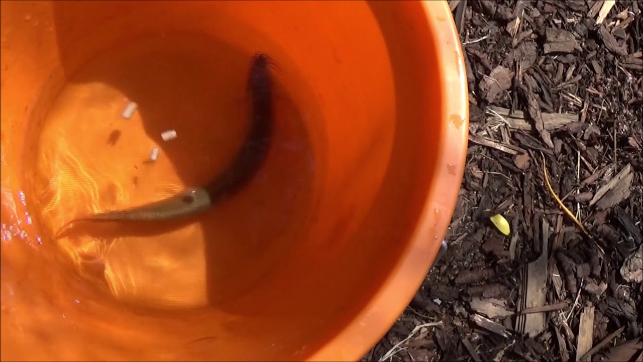Catching a Monster Weather Loach in  garden pond